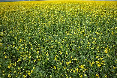 SteamDB显示《我们之中VR》或将于11月10日发售